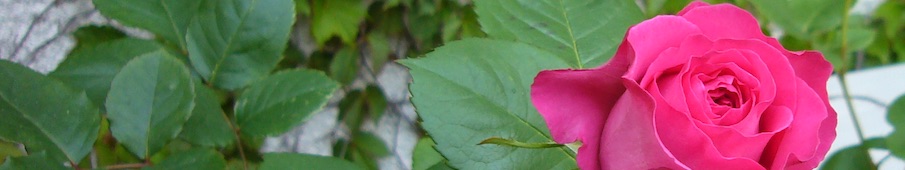 九州大学教授ストラテジー論研究室